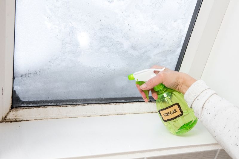 mould remediation newcastle spraying diluted vinegar to kill mould spores