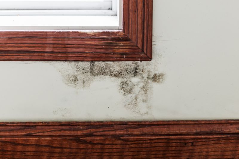 mould spores between the window and the floor skating