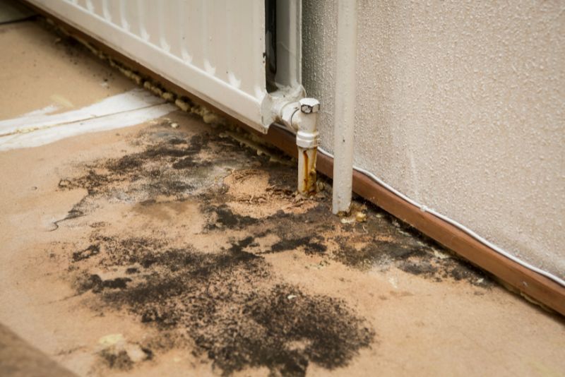 mould presence on a wall