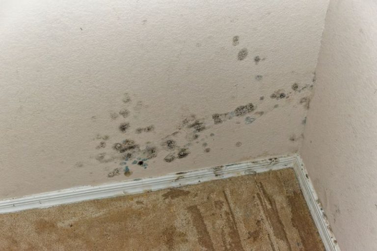 mould removal experts